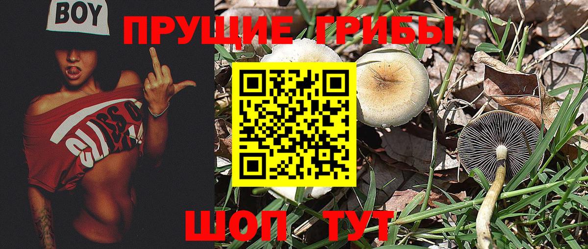 Бийск  Псилоцибиновые грибы Psilocybine cubensis  Вход с VPN 
